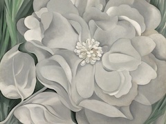 The White Calico Flower by Georgia O'Keeffe