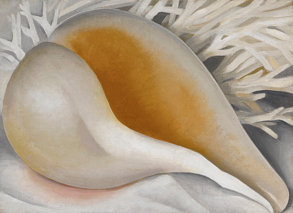Shell, 1937 by Georgia O'Keeffe