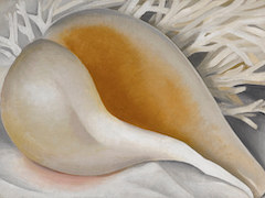 Shell by Georgia O'Keeffe